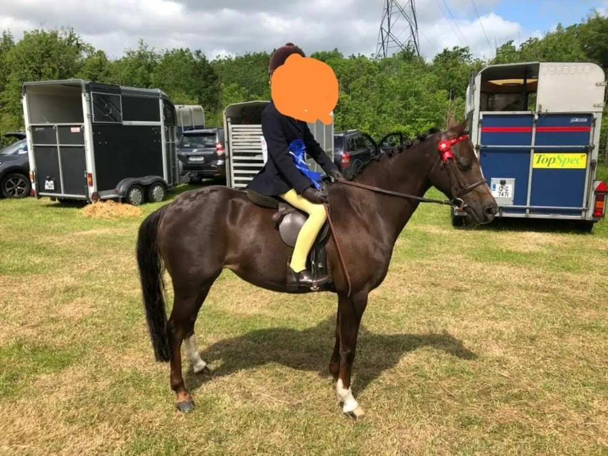 Pony - Image 4