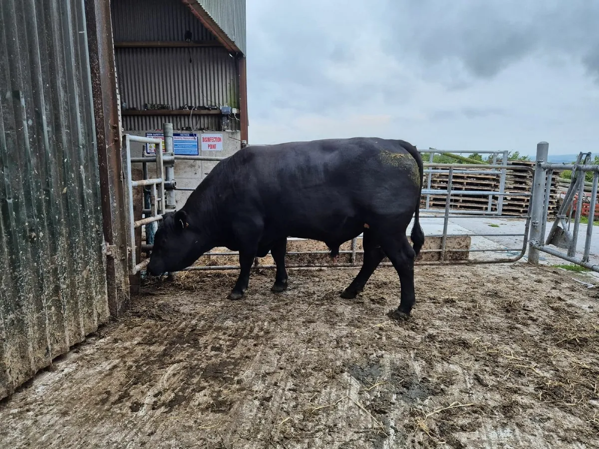 Aberdeen Angus Bull - Image 1