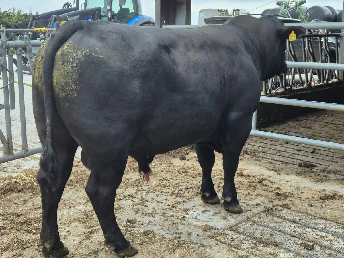 Aberdeen Angus Bull - Image 2