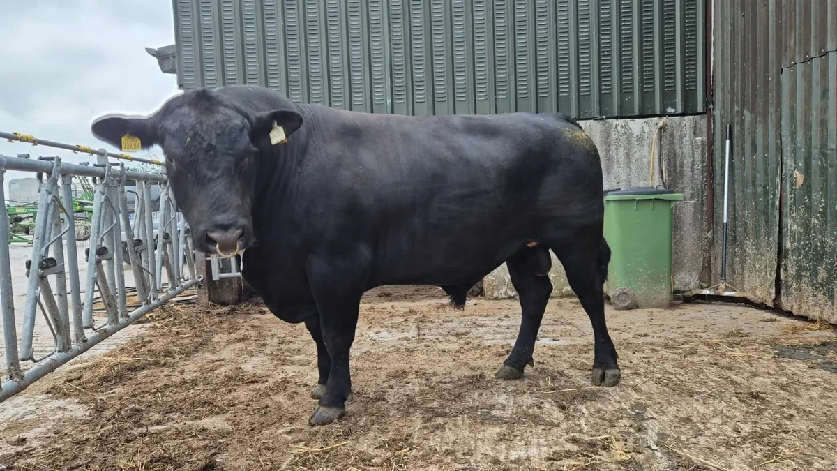 Aberdeen Angus Bull - Image 3
