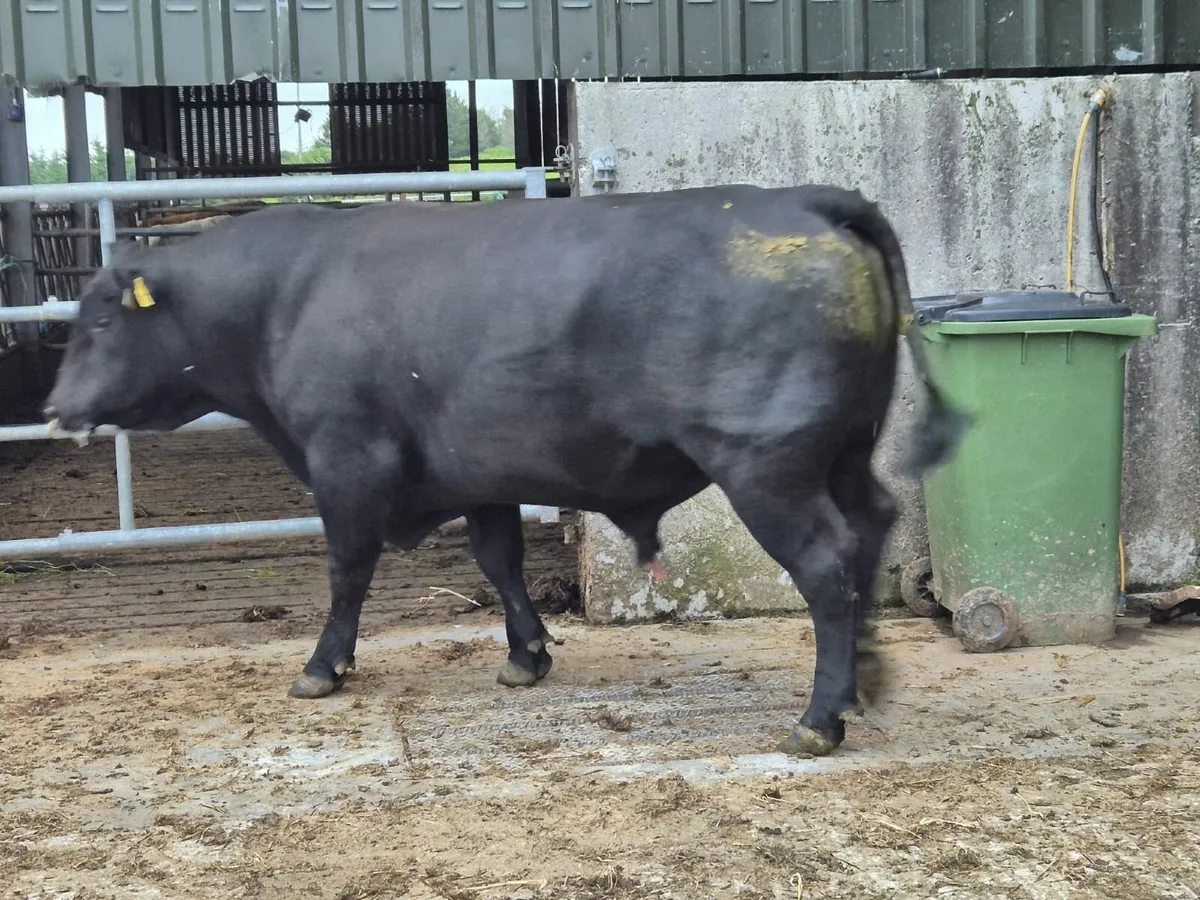 Aberdeen Angus Bull - Image 4