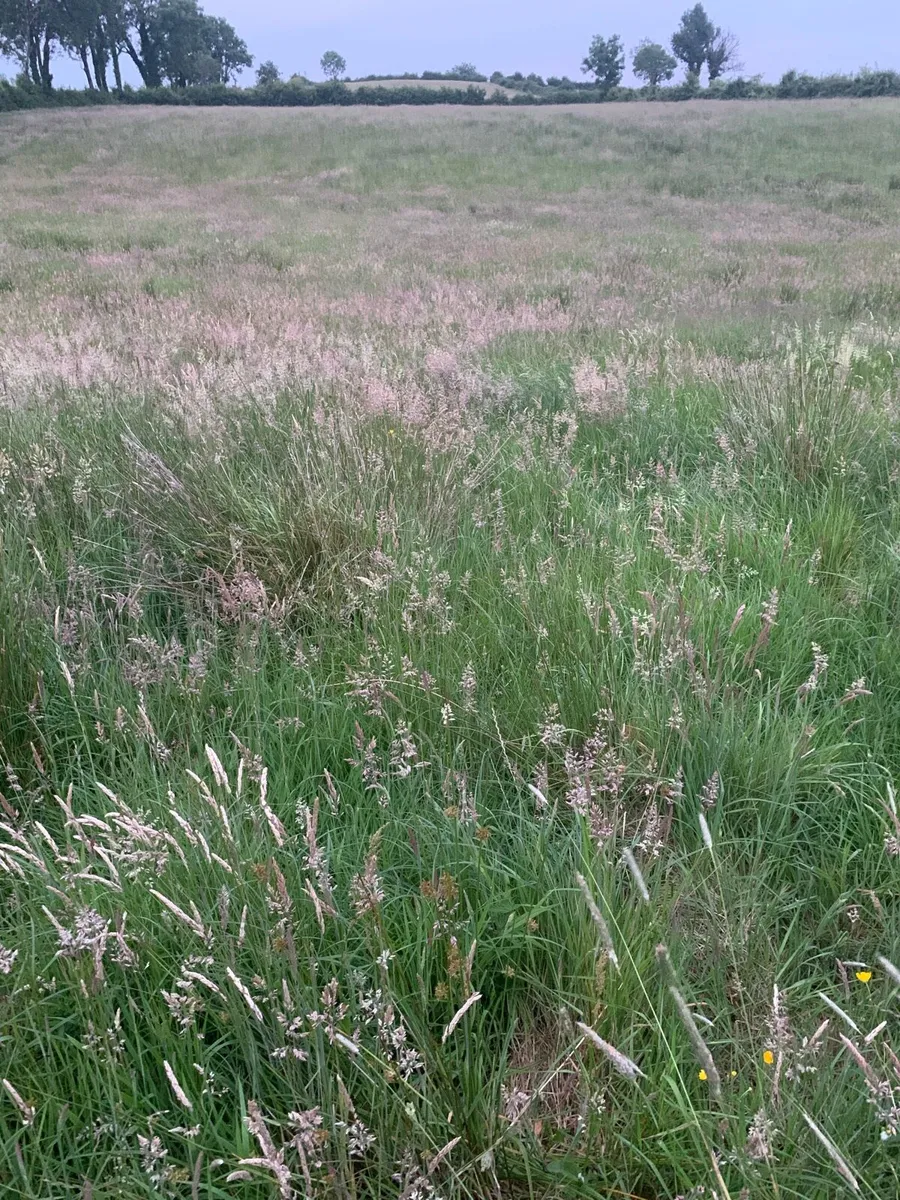 Grass
