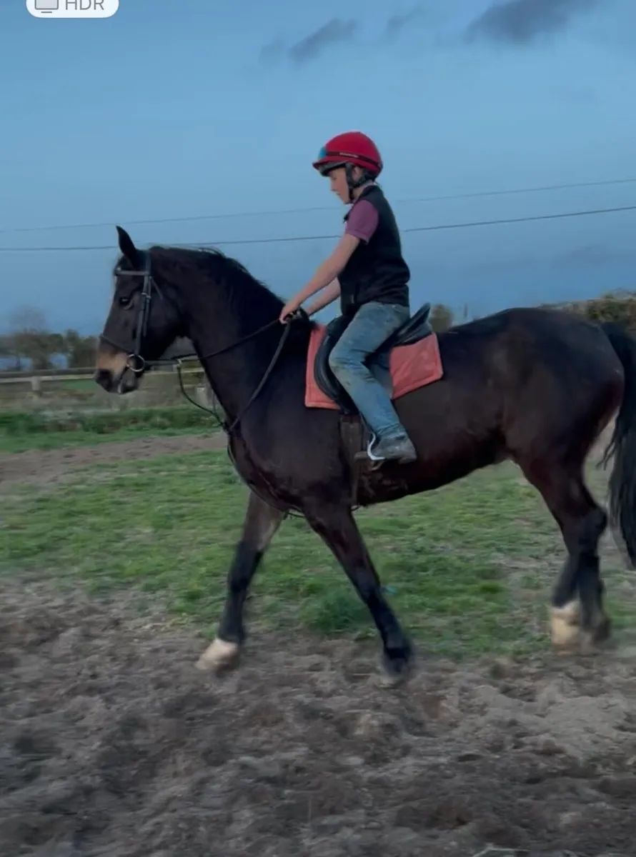 15.2 Gelding - Image 1