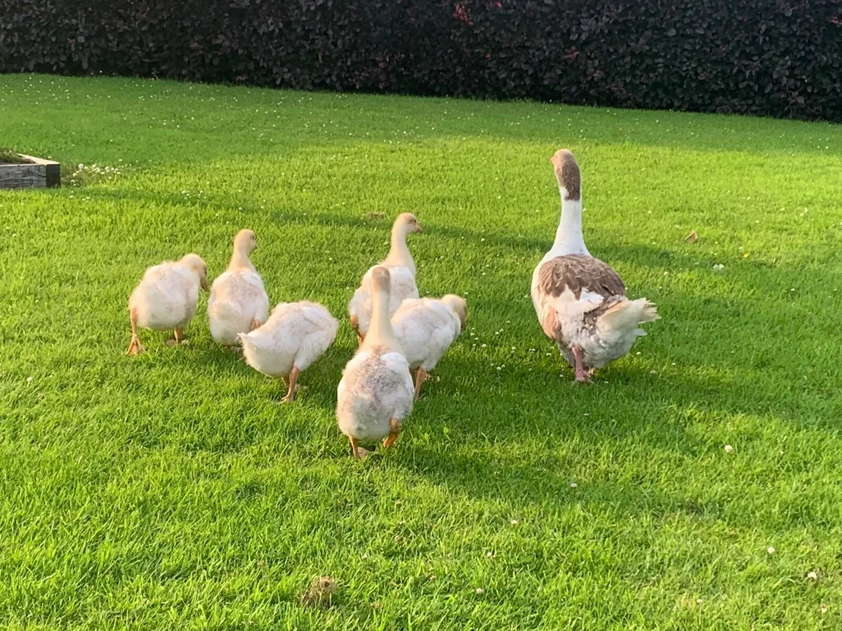 Ducklings and goslings - Image 1