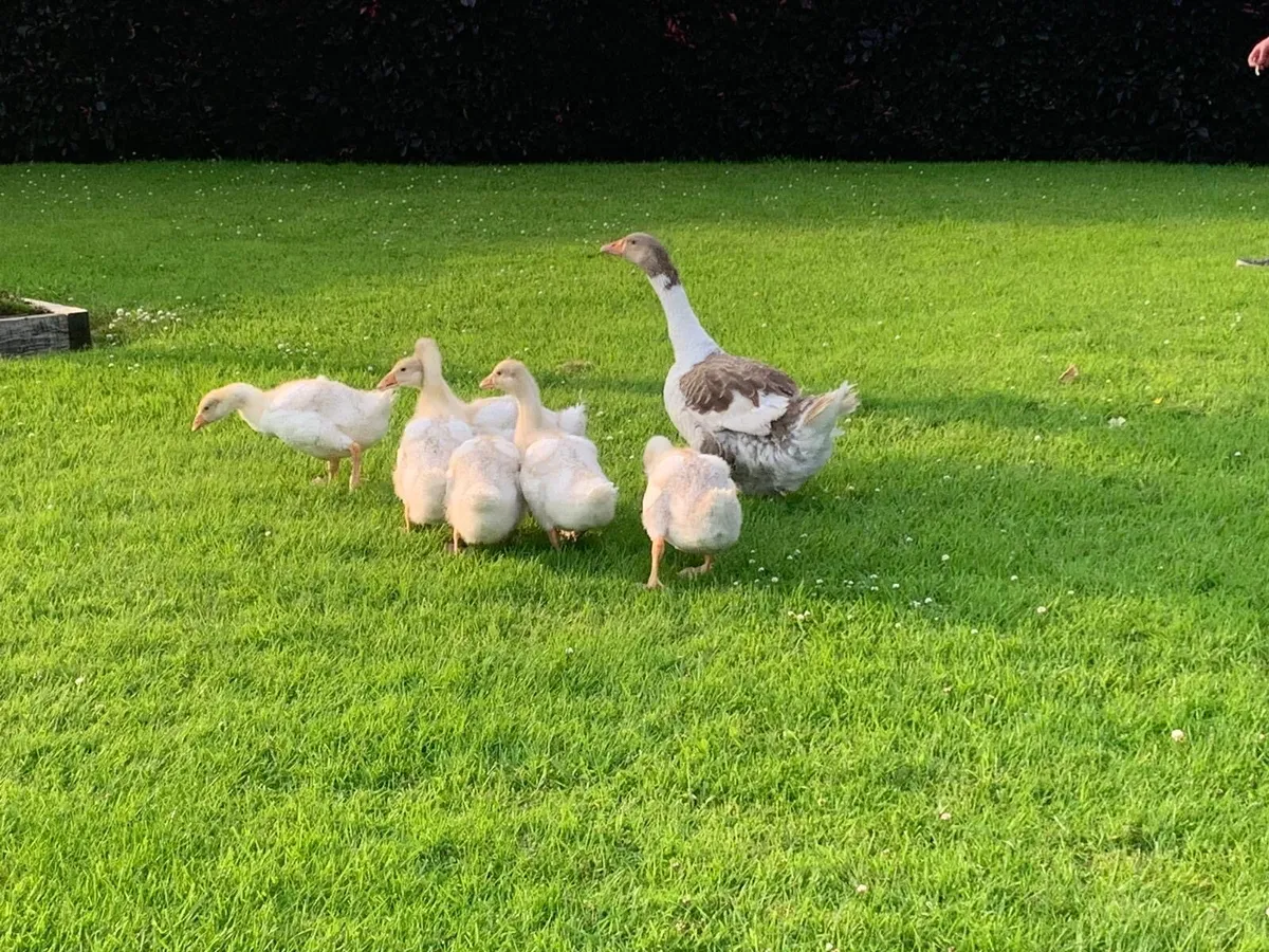 Ducklings and goslings - Image 2