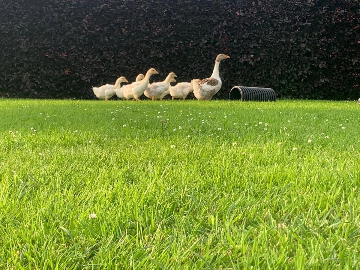 Ducklings and goslings - Image 3
