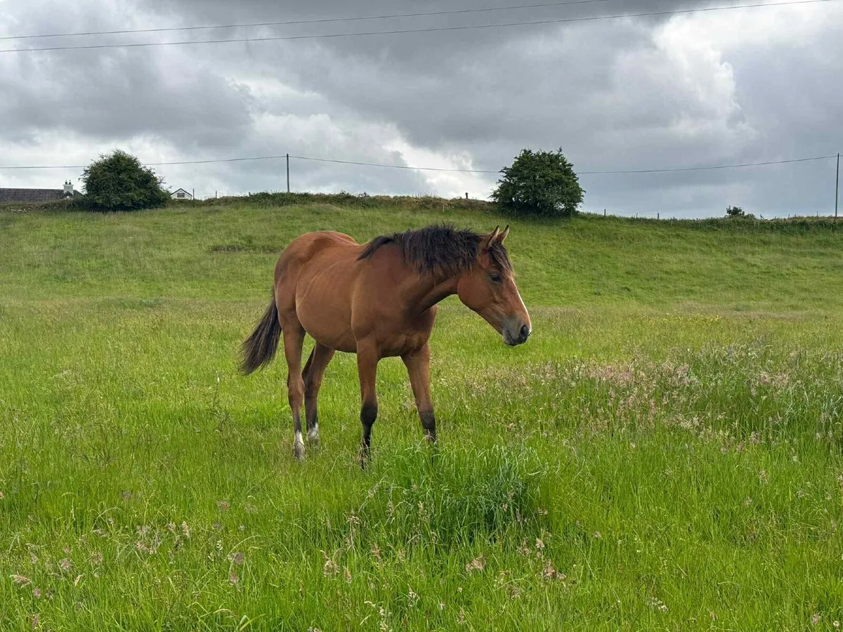 Stunning event type yearling - Image 1