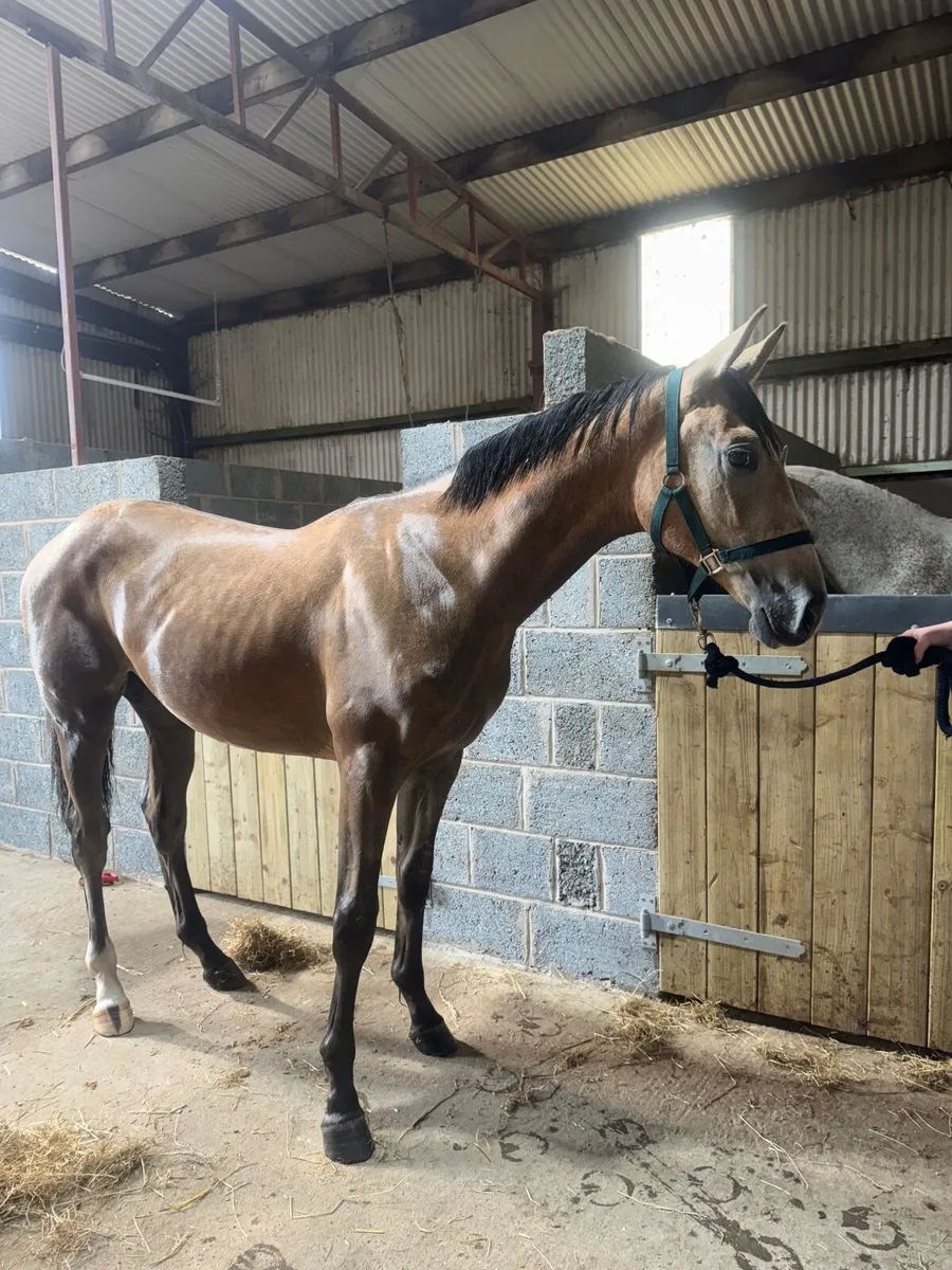 Dun yearling by Alicante at a Bargin price! - Image 1