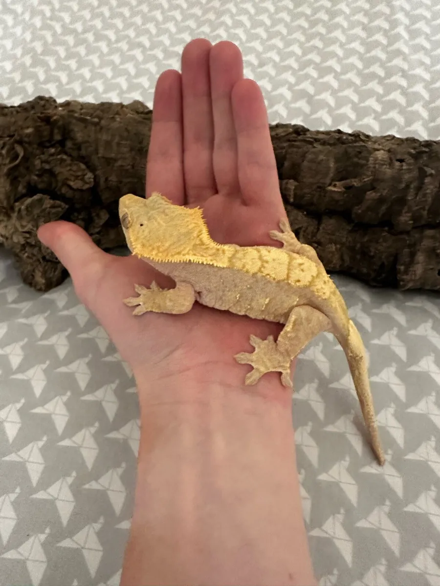 Female crested gecko - Image 1