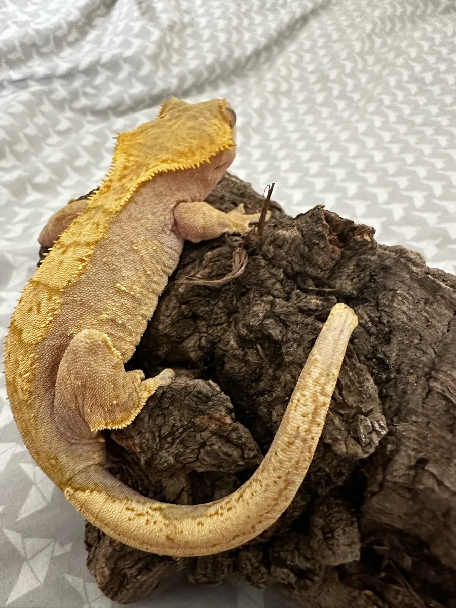 Female crested gecko - Image 2