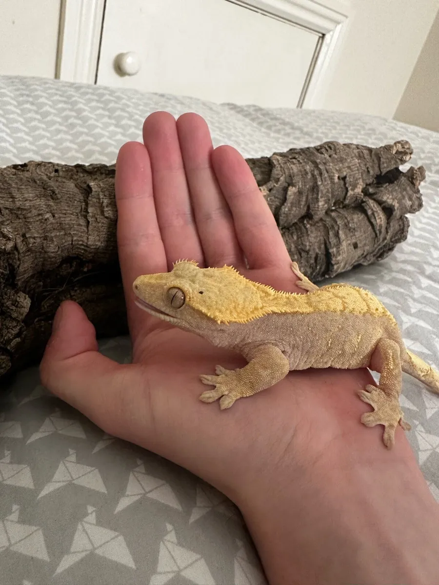 Female crested gecko - Image 3