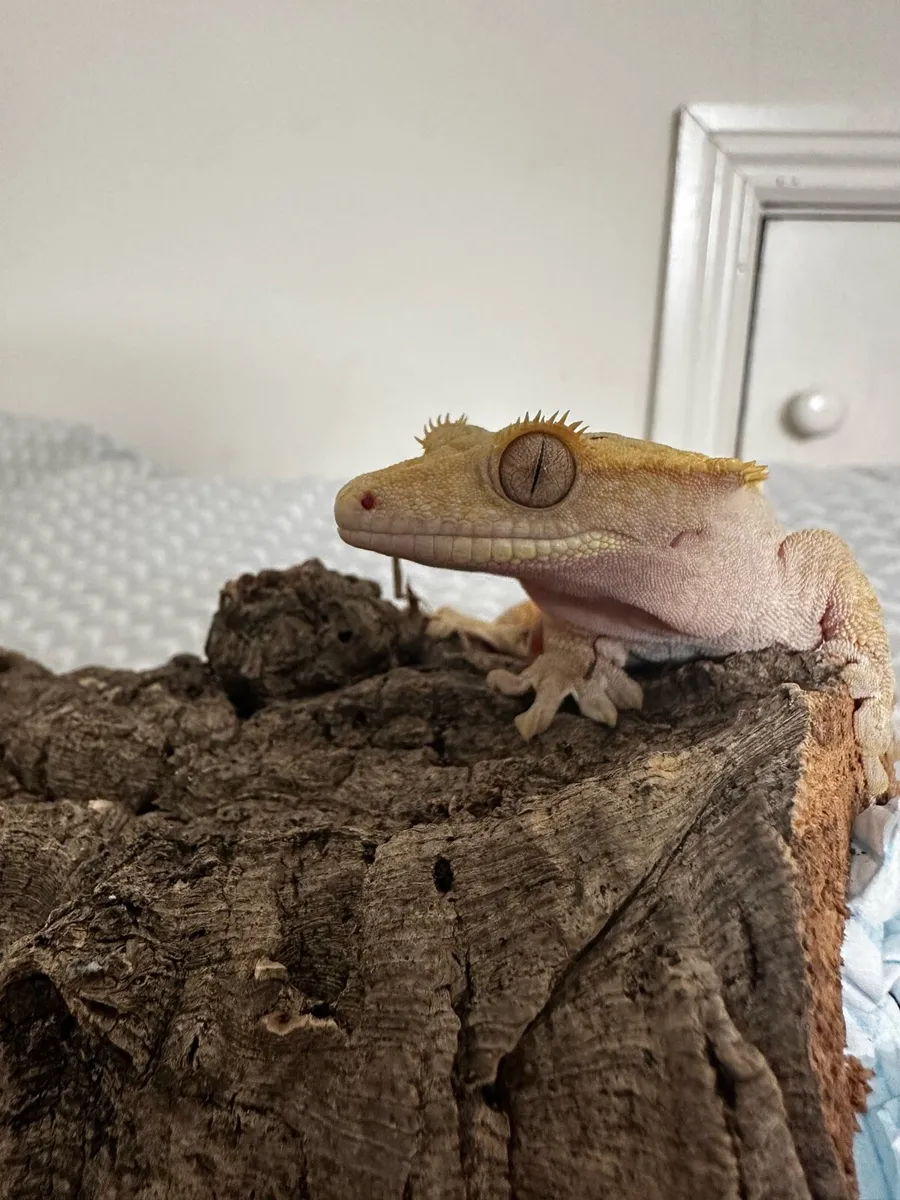 Female crested gecko - Image 4