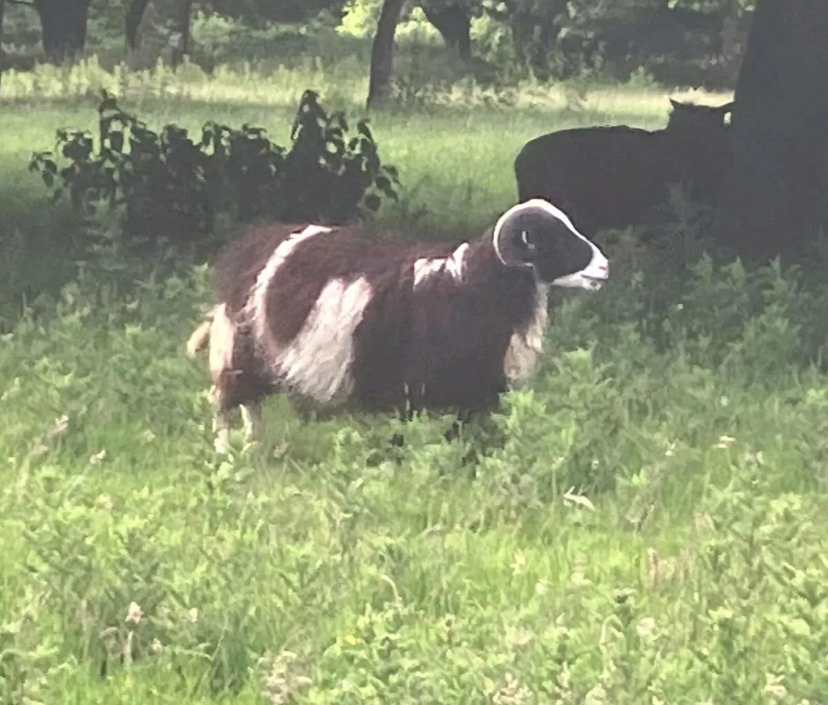 Shetland rams - Image 1