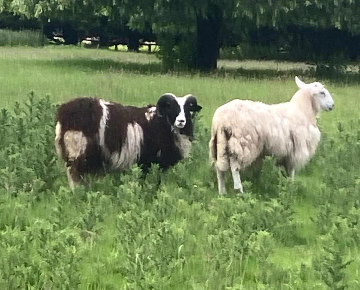 Shetland rams - Image 2