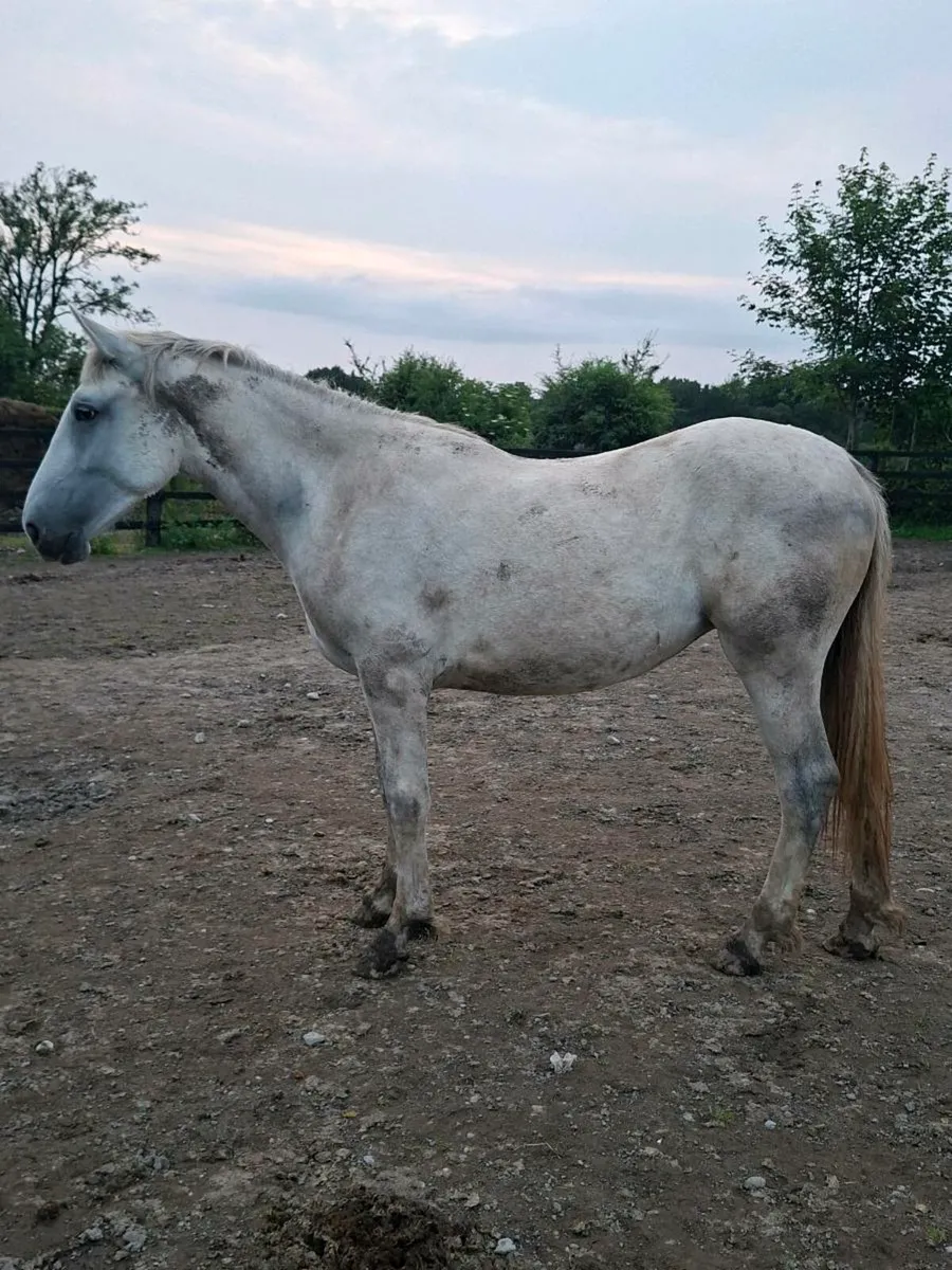 Irish draught/irish sport horse 1& 2 year olds - Image 2