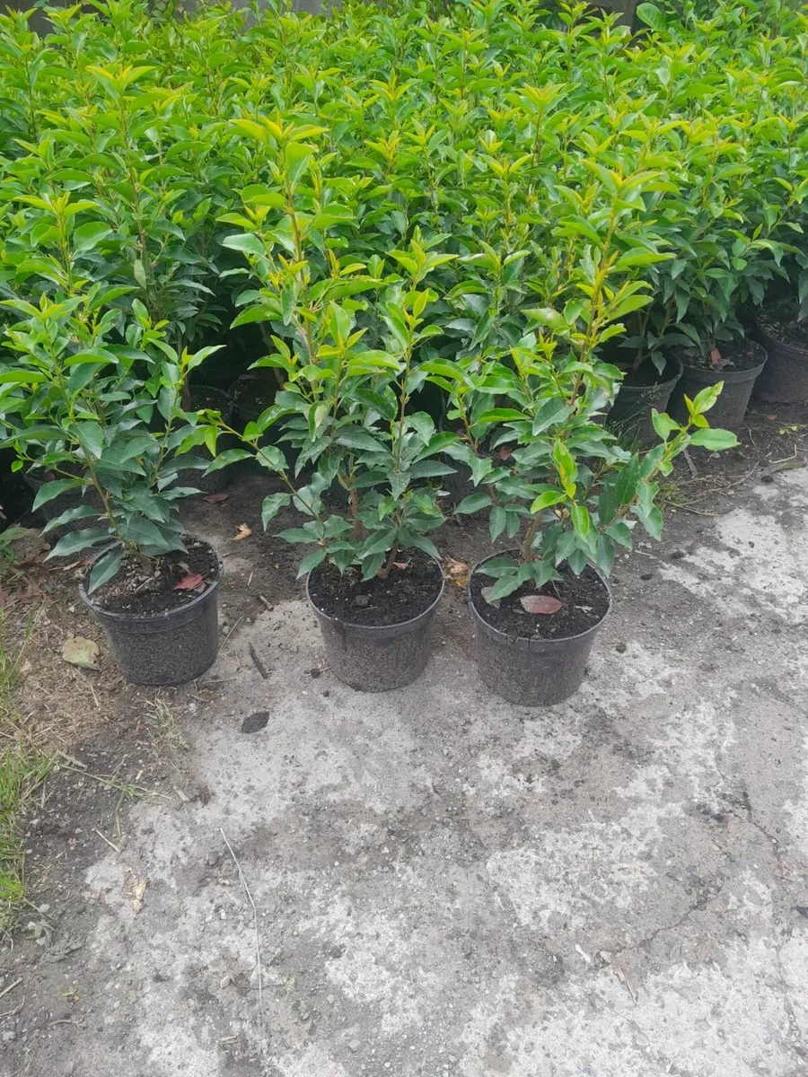 Portuguese laurel €3.50 - Image 1