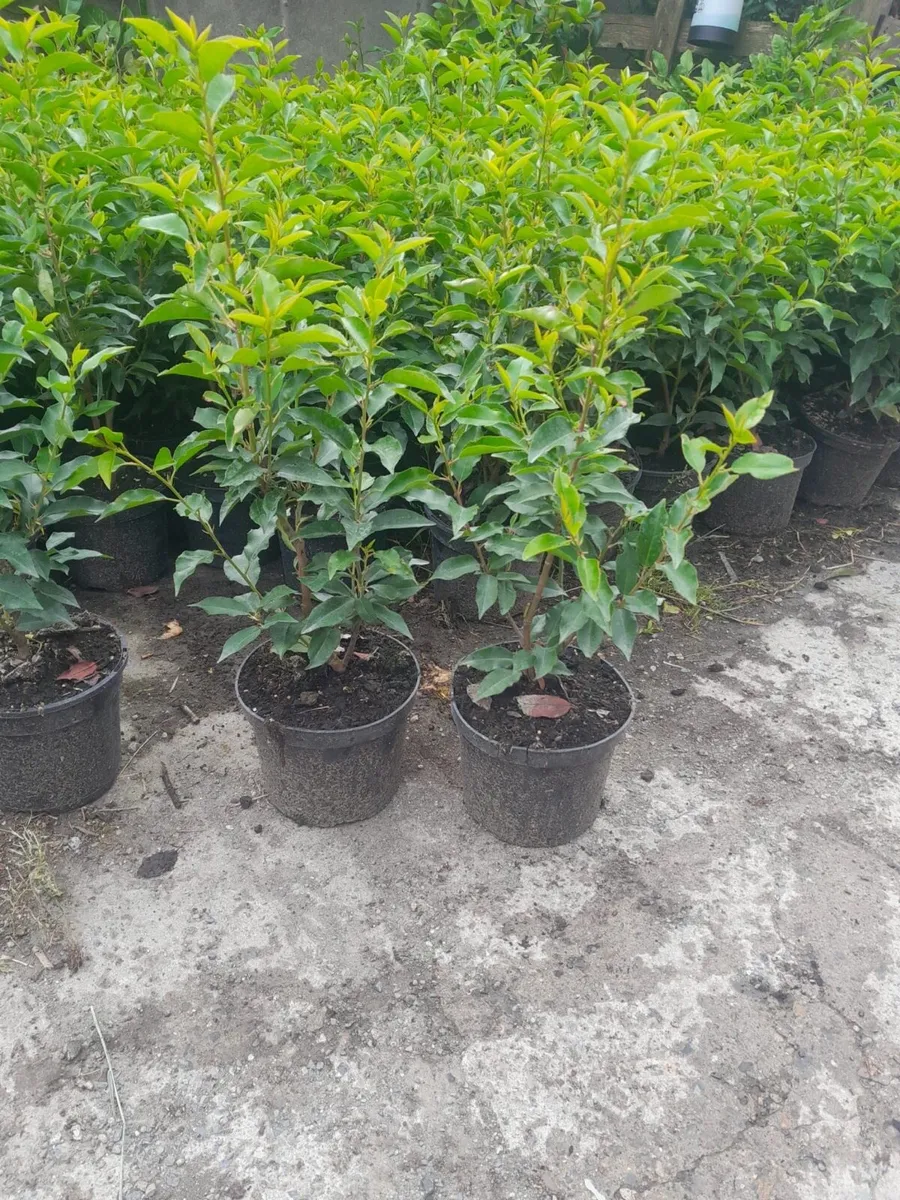 Portuguese laurel €3.50 - Image 2