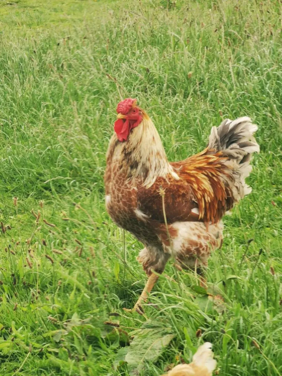 Rooster - Image 2
