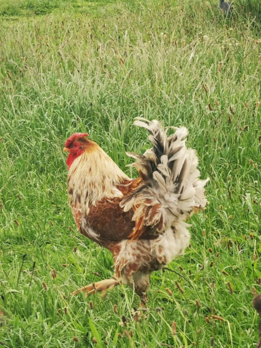 Rooster - Image 3