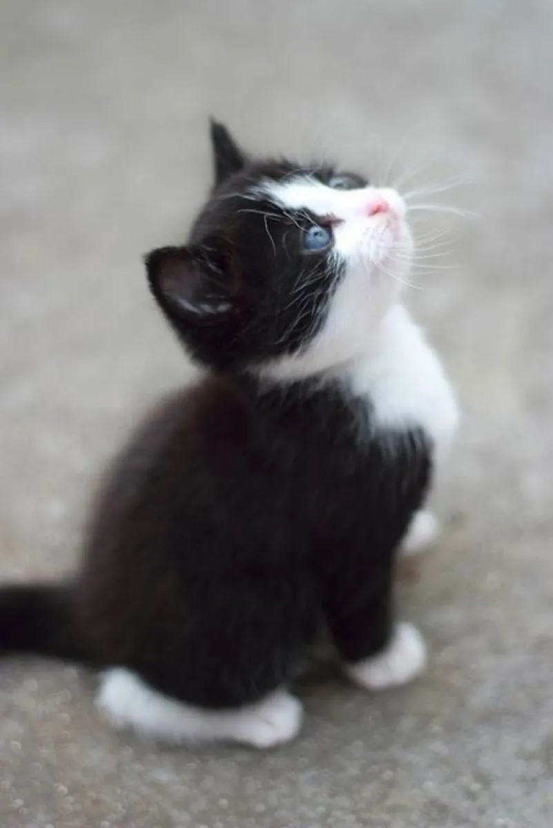 Kittens - Image 2