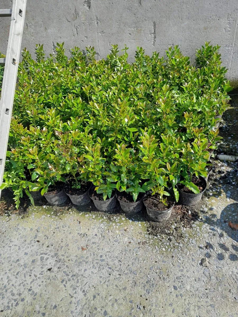 Holly hedging 2ft 2litre pots €3.00 - Image 1