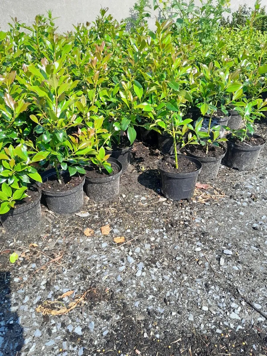 Holly hedging 2ft 2litre pots €3.00 - Image 2