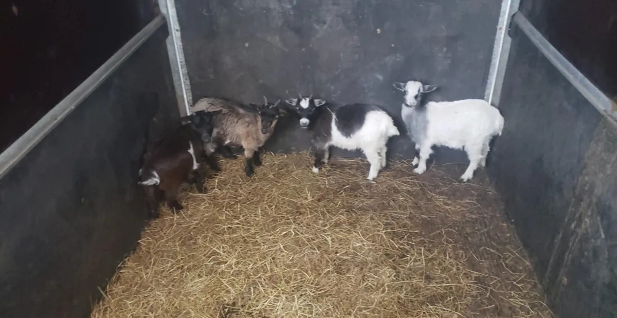 Goats - Image 1