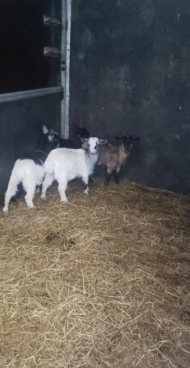Goats - Image 3