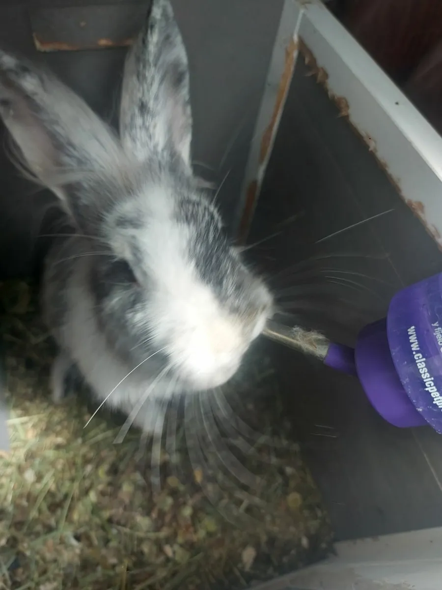 Rabbit's - Image 1