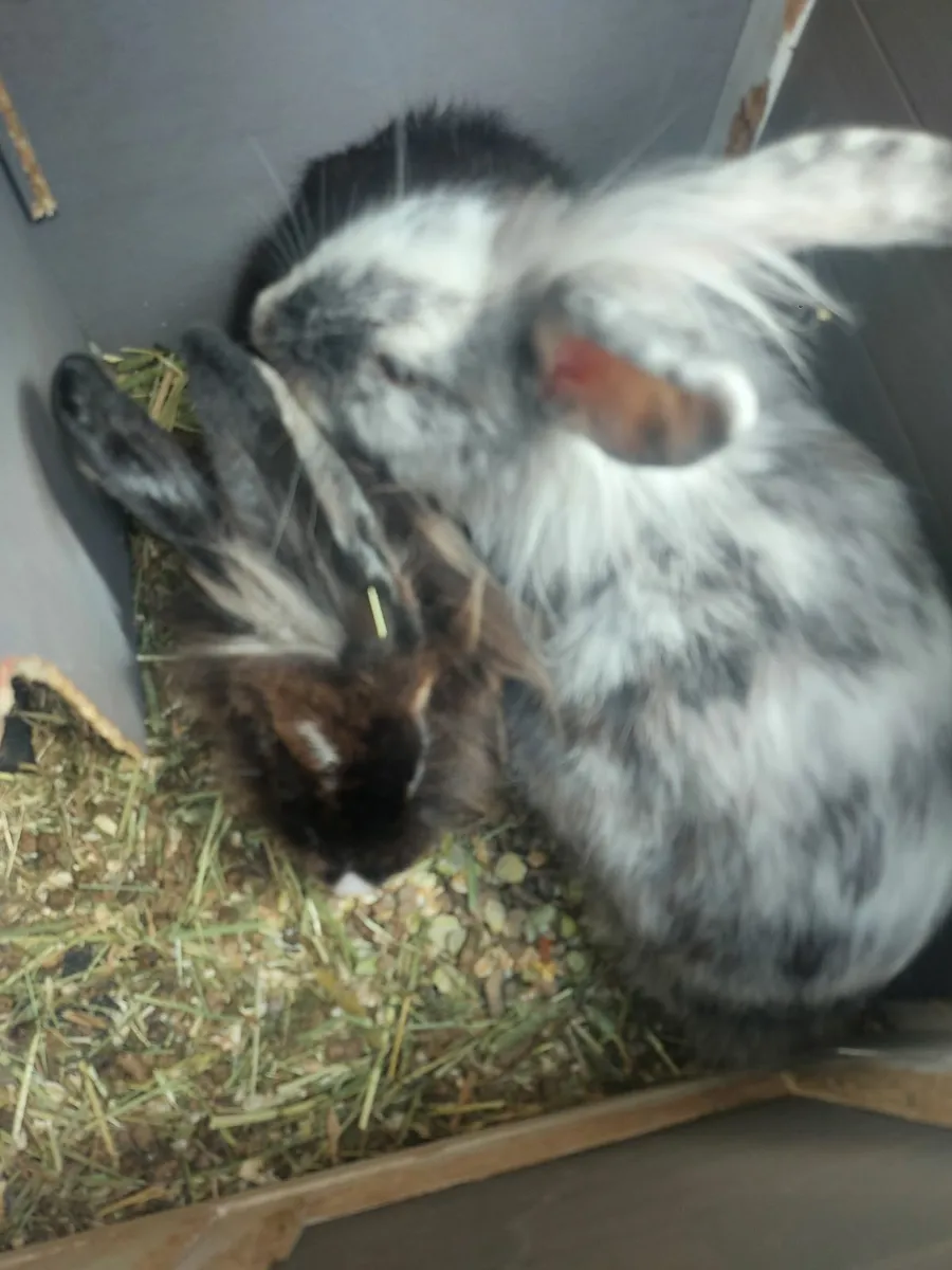 Rabbit's - Image 2