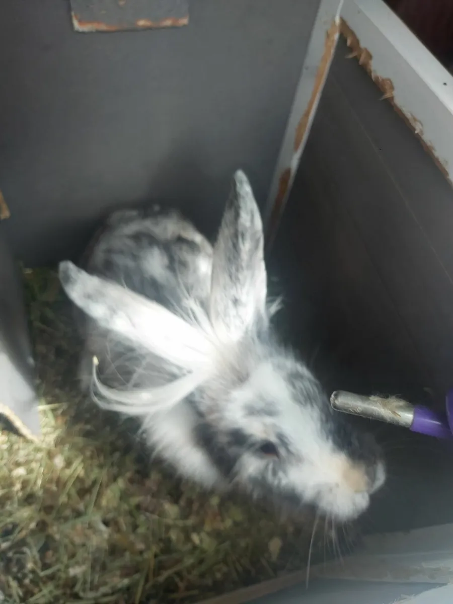 Rabbit's - Image 3