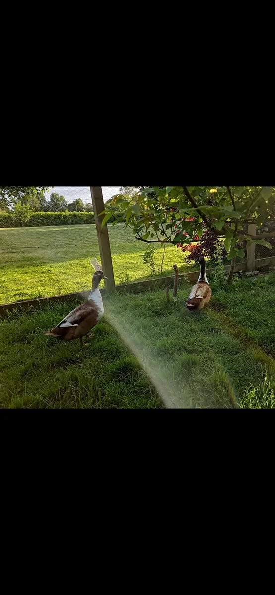 Duck eggs and ducklings - Image 2