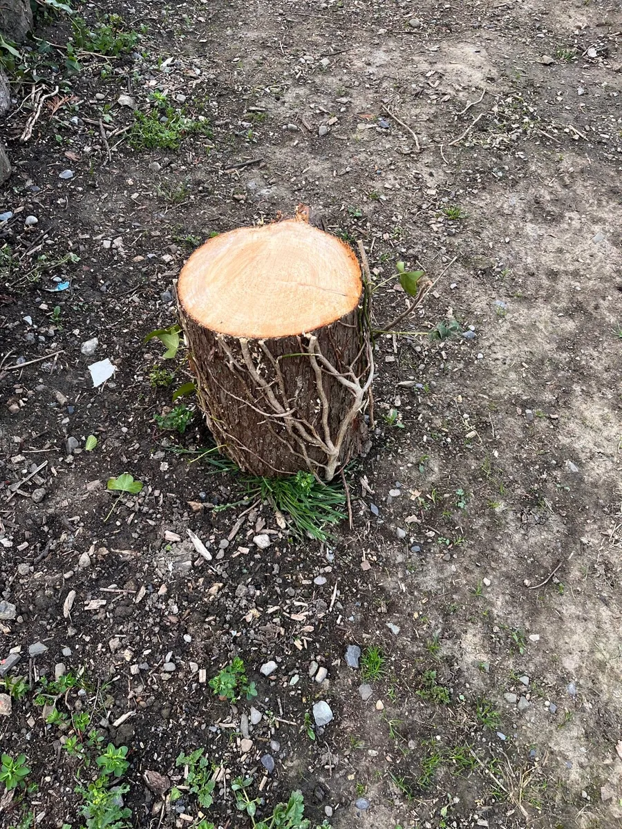 Timber - Image 1