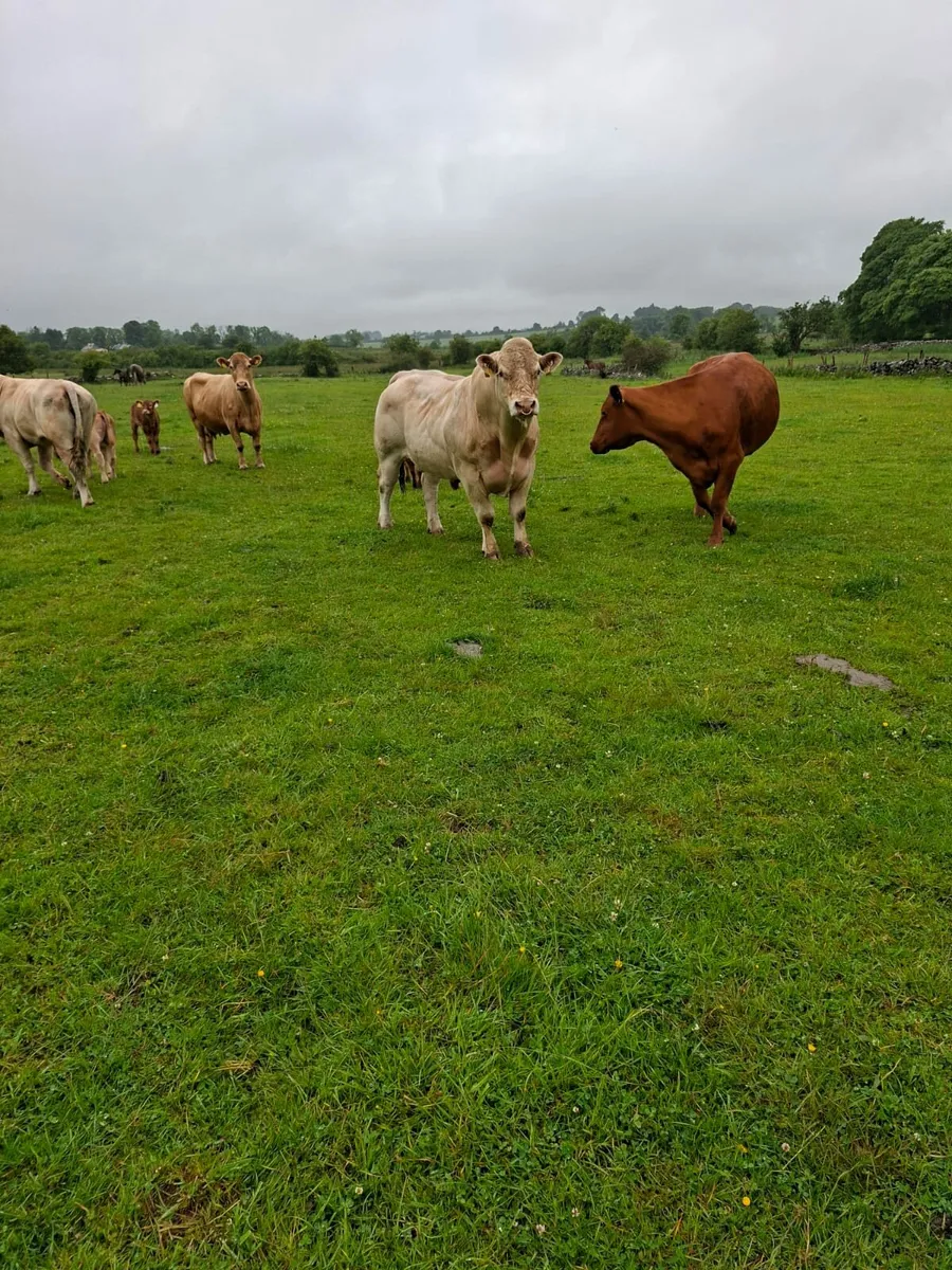 organic charolais bull for sale castlerea mart