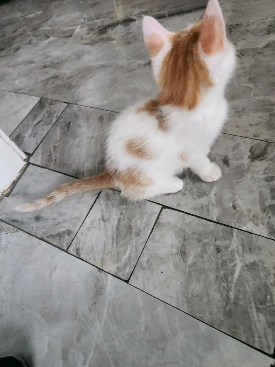 Kittens - Image 1