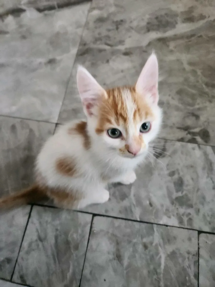 Kittens - Image 2