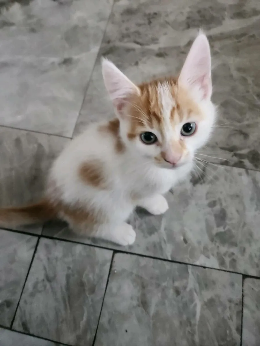 Kittens - Image 3