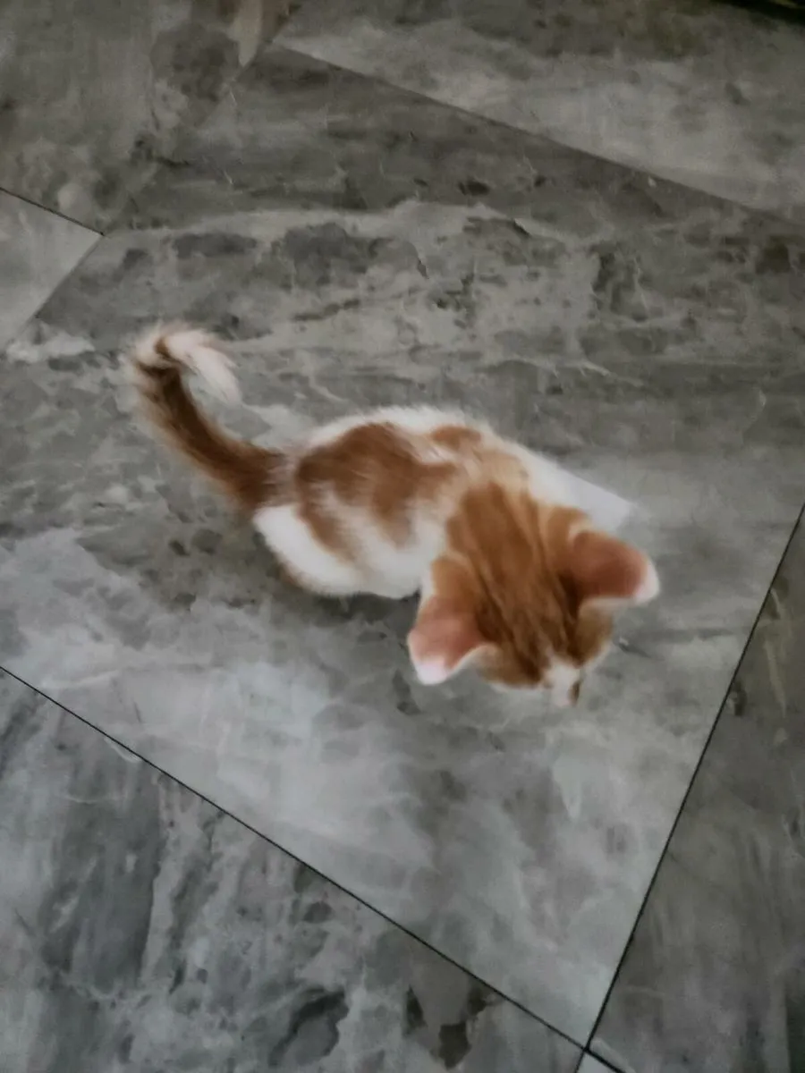 Kittens - Image 4