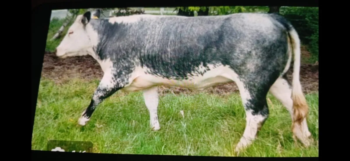 BELGIIAN  BLUE HEIFER - Image 1