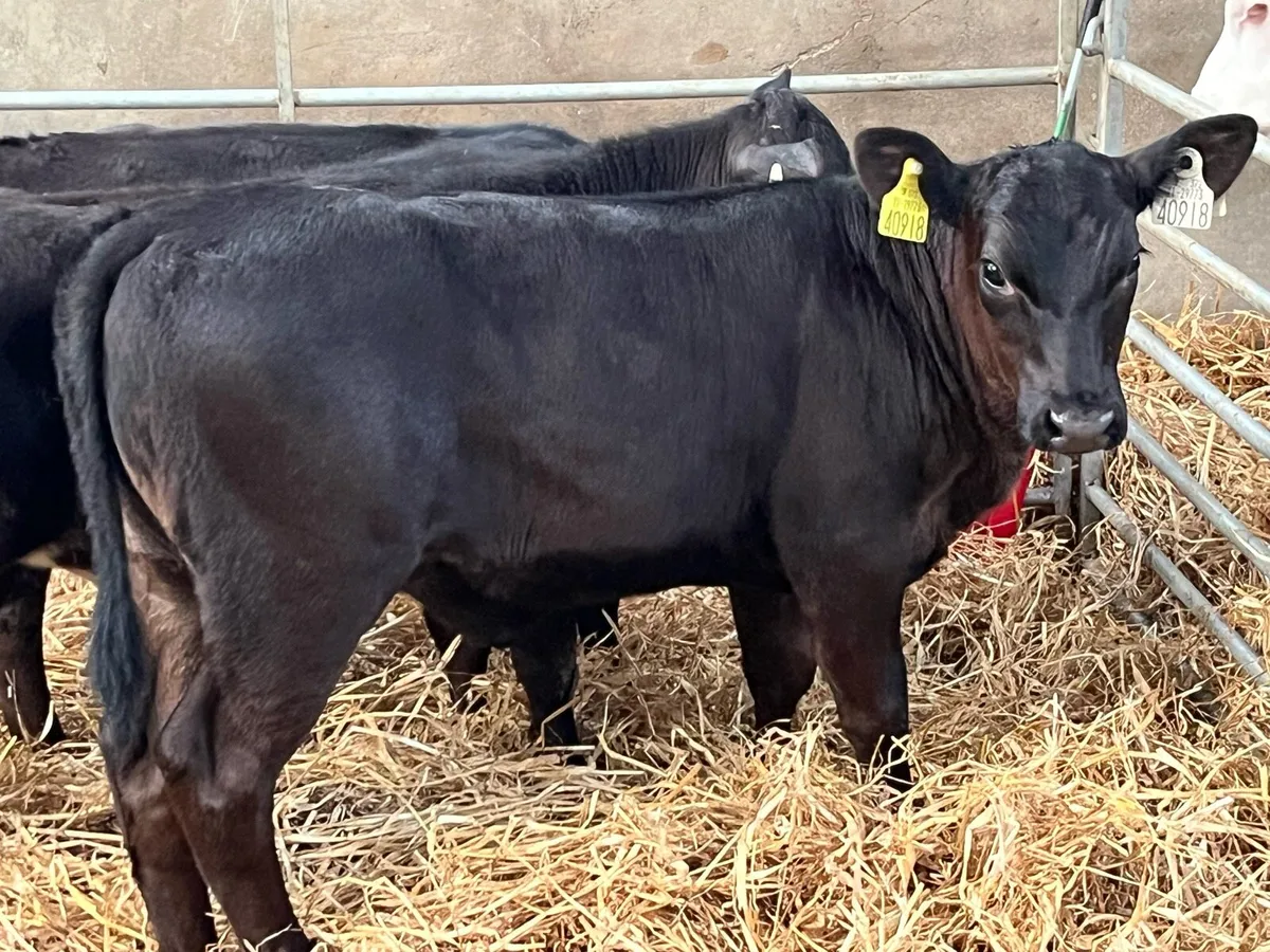 Super Weaned AA Heifer Calves - Image 1