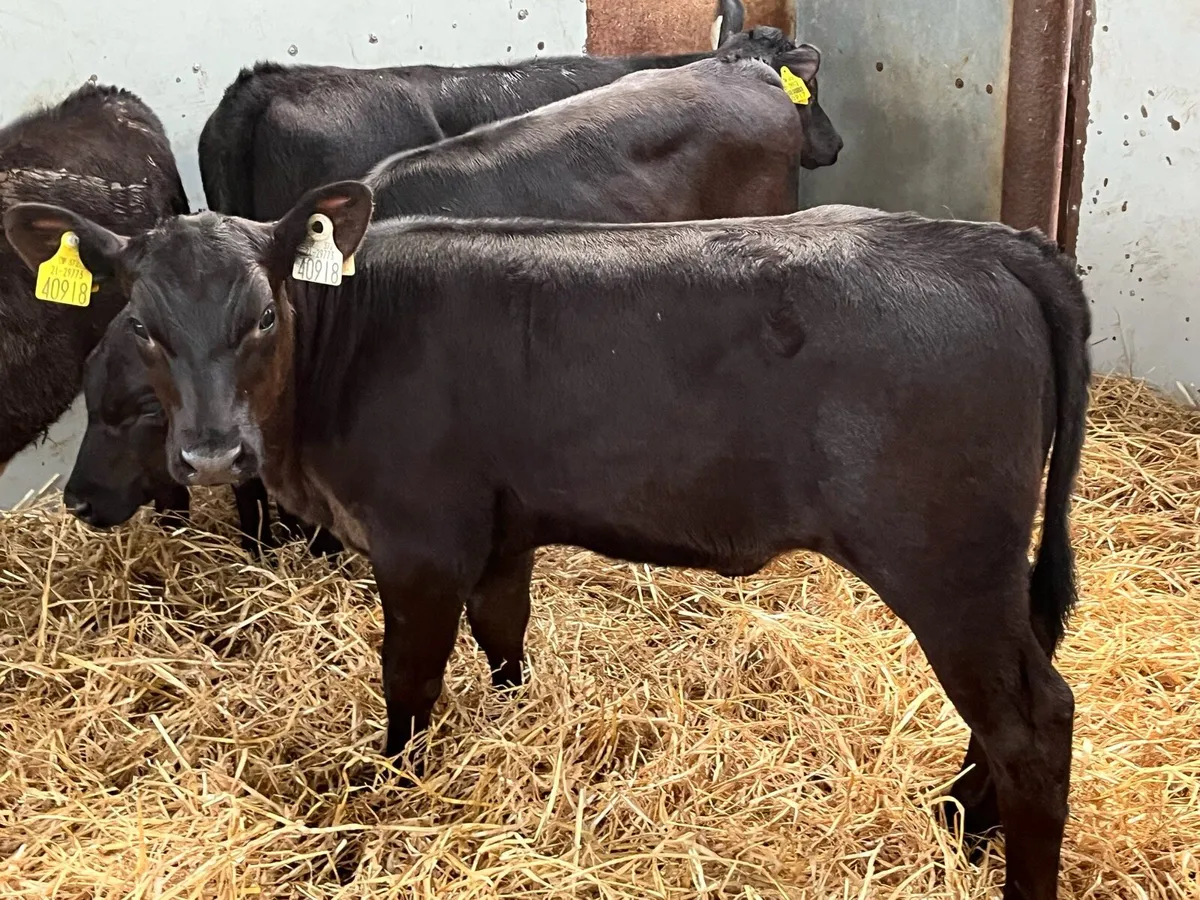 Super Weaned AA Heifer Calves - Image 3