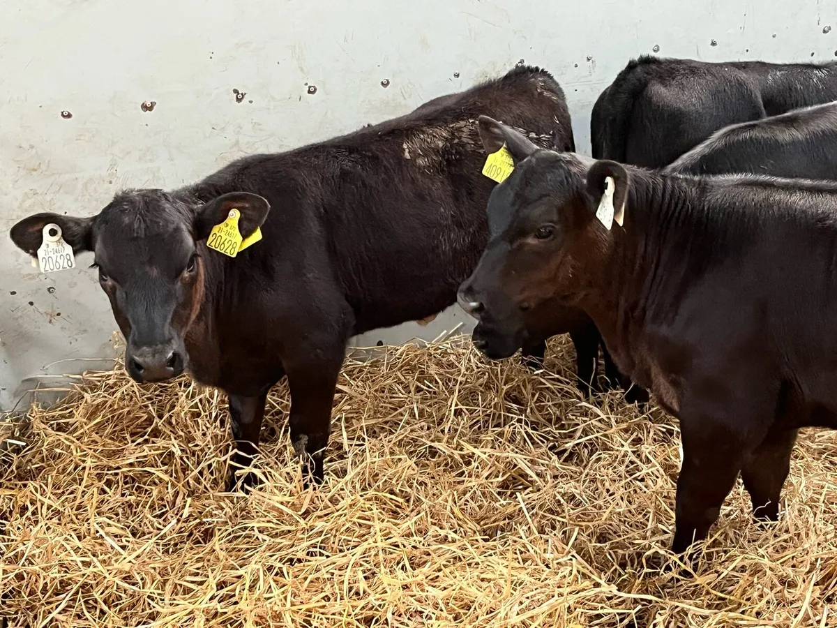 Super Weaned AA Heifer Calves - Image 4