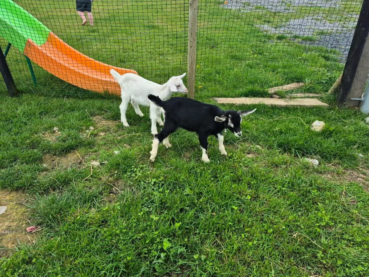 Buck goats - Image 1