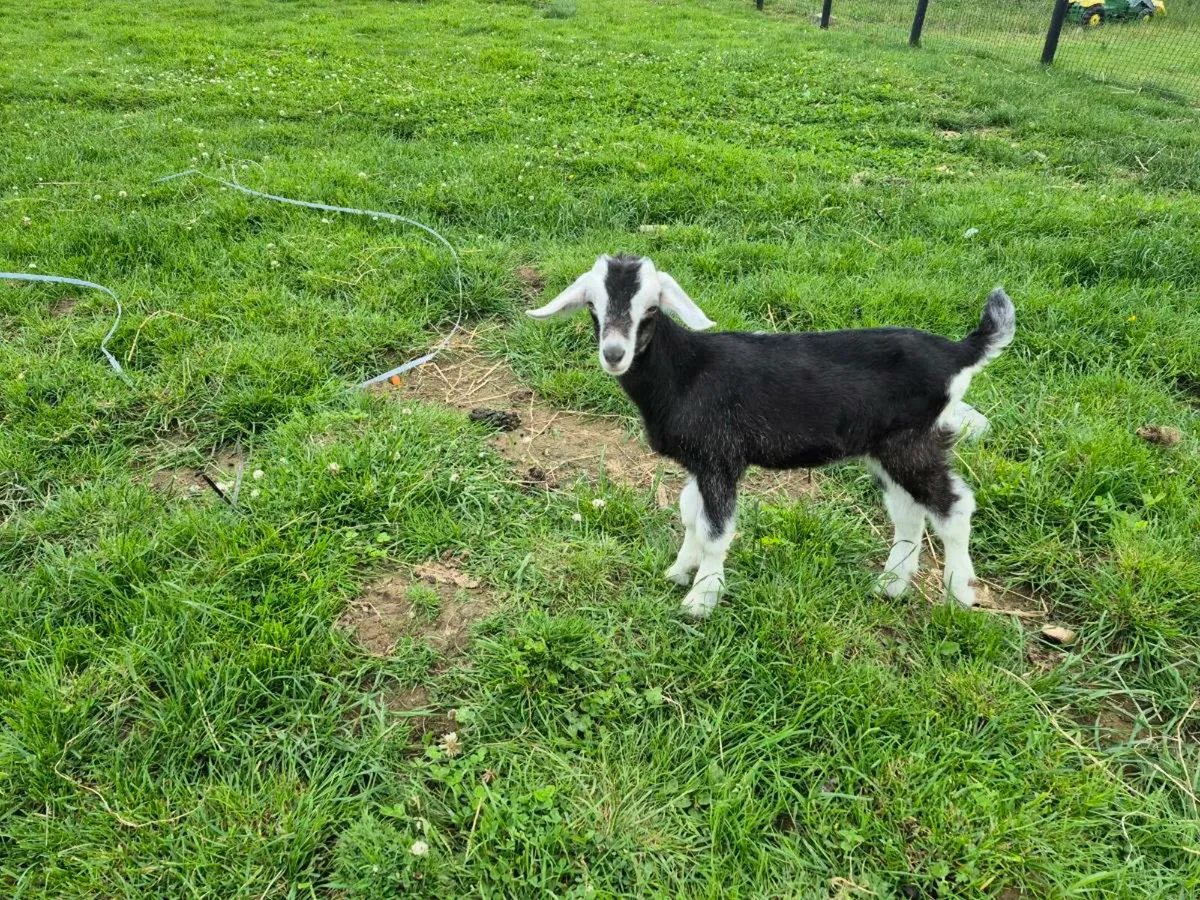Buck goats - Image 2