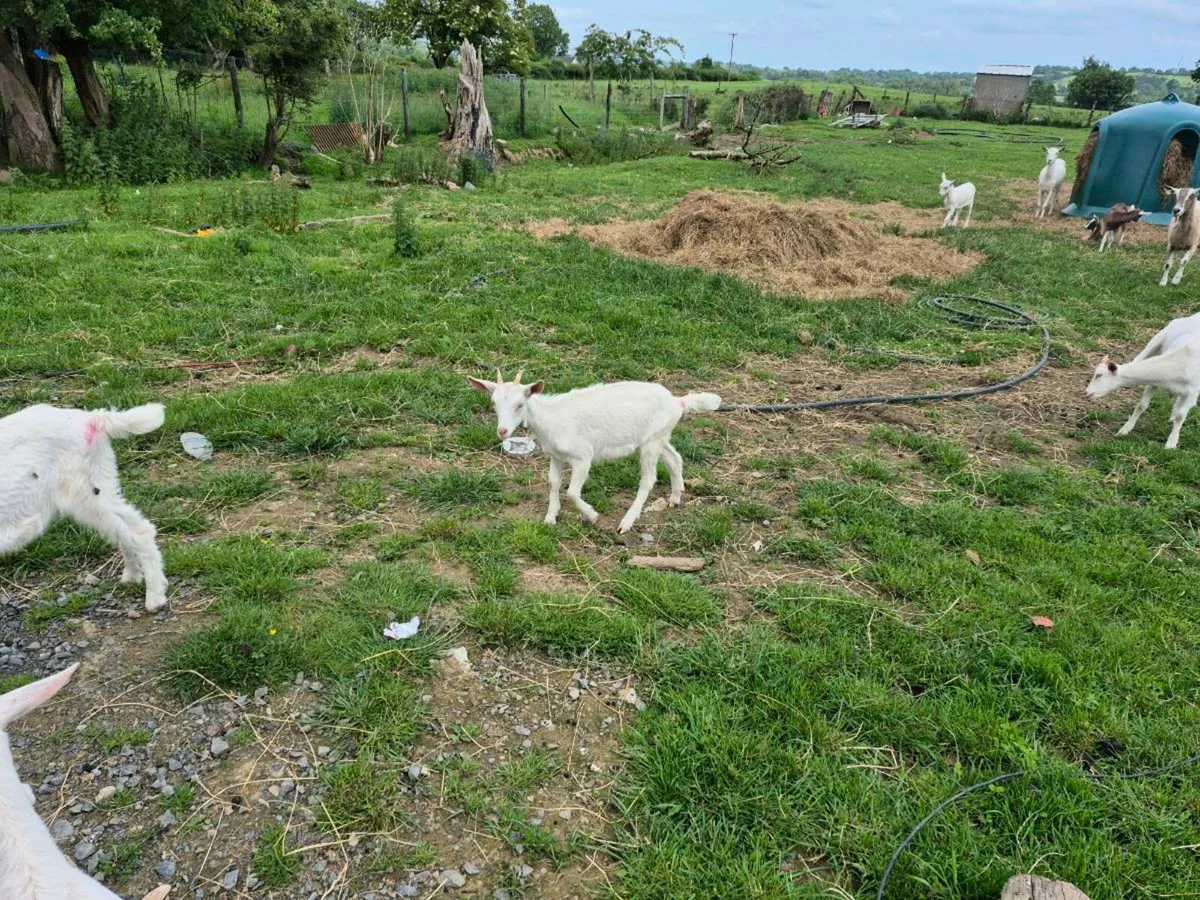 Buck goats - Image 3