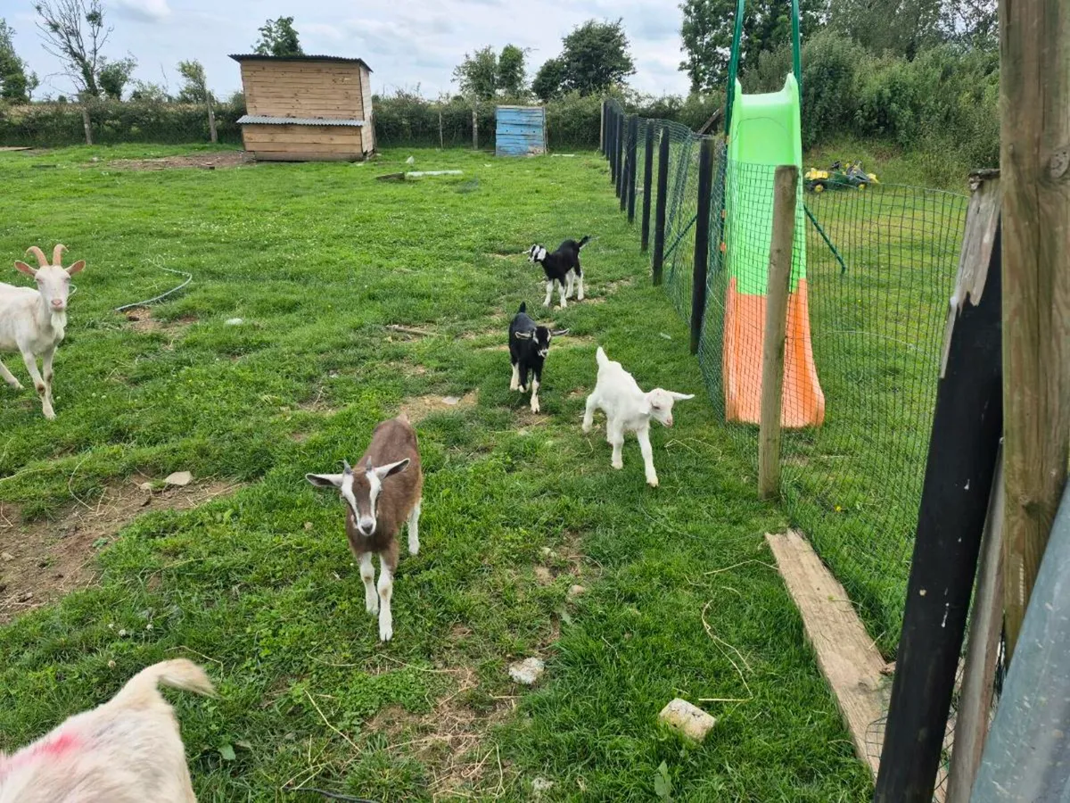 Buck goats - Image 4