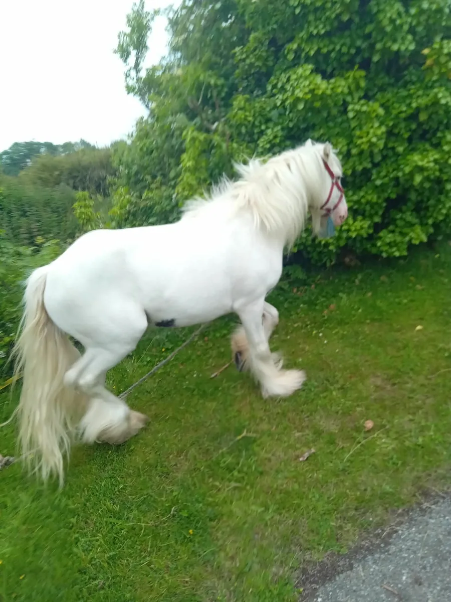 Horse.  Cob - Image 1