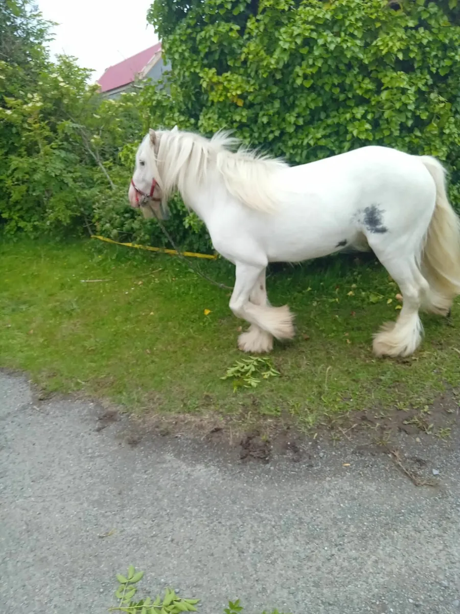 Horse.  Cob - Image 2
