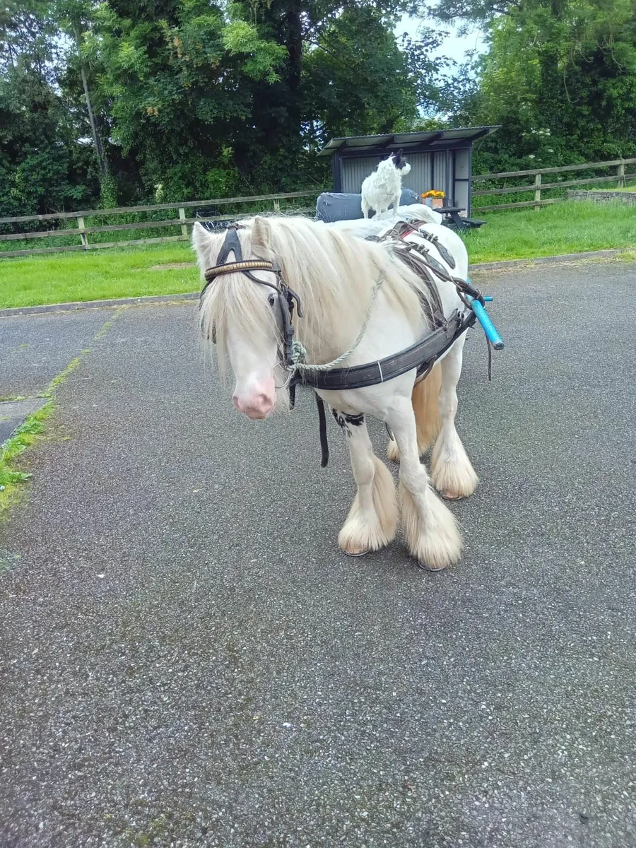 Horse.  Cob - Image 3