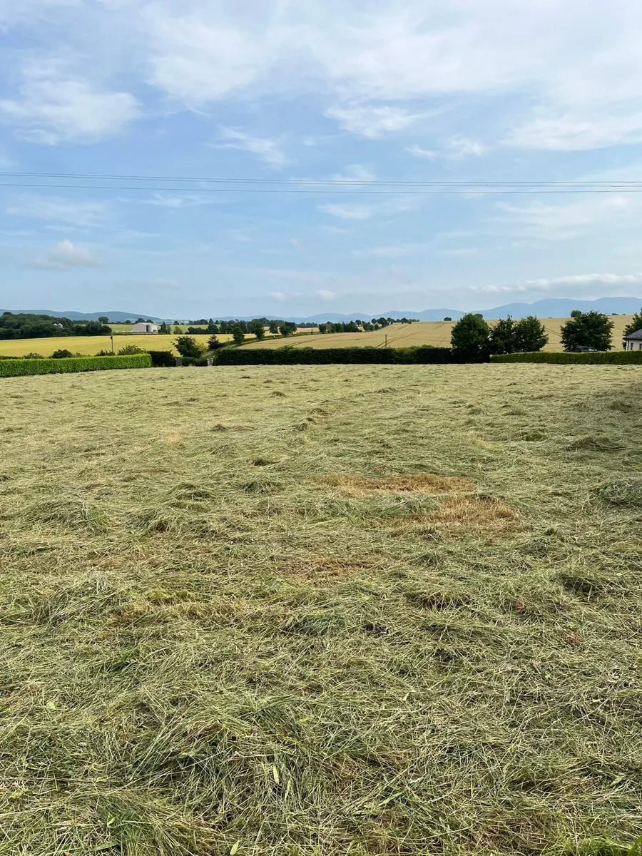 Hay - Image 1